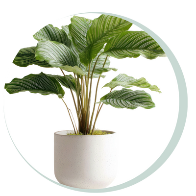 Free 15 Min Consultation