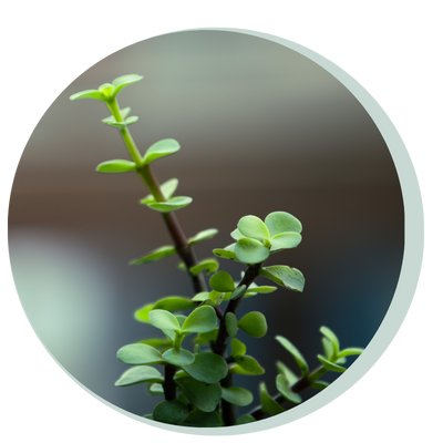 Victim Services Individual Counselling Session